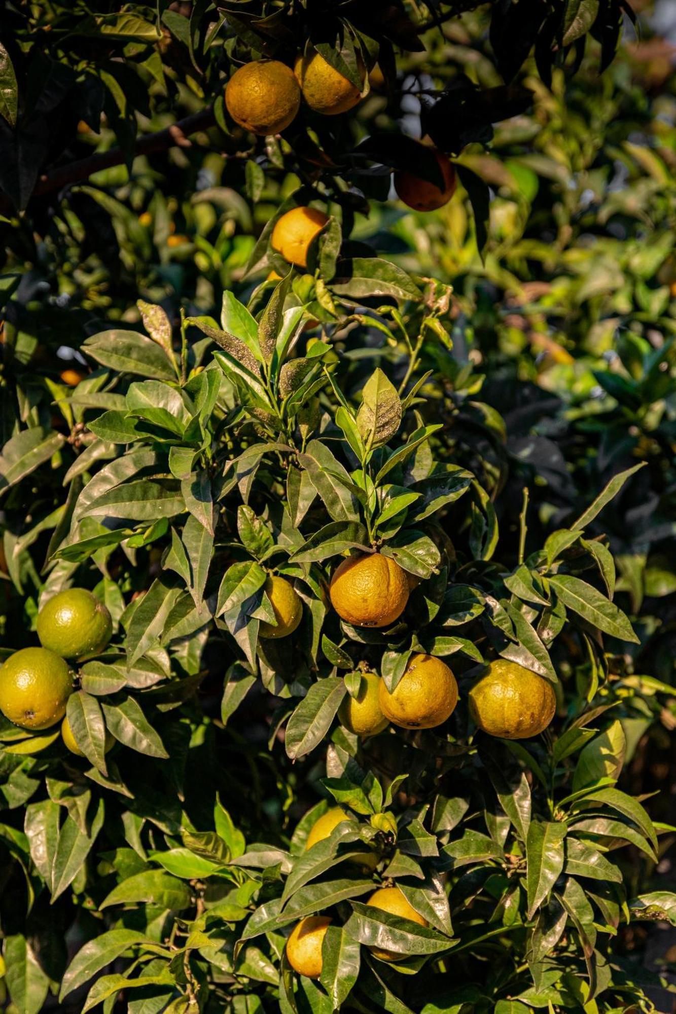 Tenuta Zamparina Montignoso Exteriör bild